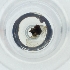  ( - BAYS_002_B12)  @11 [ ] by  Genome Research Ltd as Wellcome Sanger Institute Genome Research Limited operating as Wellcome Sanger Institute