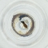  ( - BAYS_003_B6)  @11 [ ] by  Genome Research Ltd as Wellcome Sanger Institute Genome Research Limited operating as Wellcome Sanger Institute