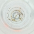  ( - BAYS_004_G11)  @11 [ ] by  Genome Research Ltd as Wellcome Sanger Institute Genome Research Limited operating as Wellcome Sanger Institute