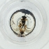  ( - BAYS_006_A7)  @11 [ ] by  Genome Research Ltd as Wellcome Sanger Institute Genome Research Limited operating as Wellcome Sanger Institute
