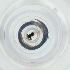  (Synergus sp. 2 ZA-2007 - BAYS_006_G7)  @11 [ ] by  Genome Research Ltd as Wellcome Sanger Institute Genome Research Limited operating as Wellcome Sanger Institute