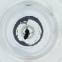  ( - BAYS_006_H6)  @11 [ ] by  Genome Research Ltd as Wellcome Sanger Institute Genome Research Limited operating as Wellcome Sanger Institute