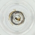  ( - BAYS_007_C6)  @11 [ ] by  Genome Research Ltd as Wellcome Sanger Institute Genome Research Limited operating as Wellcome Sanger Institute