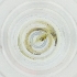  ( - BAYS_015_F8)  @11 [ ] by  Genome Research Ltd as Wellcome Sanger Institute Genome Research Limited operating as Wellcome Sanger Institute