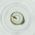  ( - BAYS_017_D2)  @11 [ ] by  Genome Research Ltd as Wellcome Sanger Institute Genome Research Limited operating as Wellcome Sanger Institute