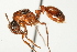  (Manica - 08BBANT-048)  @14 [ ] CreativeCommons - Attribution (2010) Unspecified Centre for Biodiversity Genomics