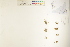  ( - CCDB-25848-A10)  @11 [ ] CreativeCommons - Attribution (2019) CBG Photography Group Centre for Biodiversity Genomics