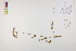  ( - CCDB-34695-A01)  @11 [ ] CreativeCommons - Attribution (2019) CBG Photography Group Centre for Biodiversity Genomics