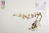  ( - CCDB-34695-B12)  @11 [ ] CreativeCommons - Attribution (2019) CBG Photography Group Centre for Biodiversity Genomics