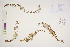  ( - CCDB-34695-C01)  @11 [ ] CreativeCommons - Attribution (2019) CBG Photography Group Centre for Biodiversity Genomics