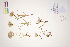  ( - CCDB-34695-D02)  @11 [ ] CreativeCommons - Attribution (2019) CBG Photography Group Centre for Biodiversity Genomics