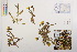  ( - CCDB-34695-D08)  @11 [ ] CreativeCommons - Attribution (2019) CBG Photography Group Centre for Biodiversity Genomics