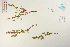  ( - CCDB-34695-E09)  @11 [ ] CreativeCommons - Attribution (2019) CBG Photography Group Centre for Biodiversity Genomics