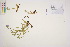  ( - CCDB-34695-F02)  @11 [ ] CreativeCommons - Attribution (2019) CBG Photography Group Centre for Biodiversity Genomics