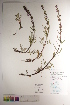  ( - CCDB-34696-B12)  @11 [ ] CreativeCommons - Attribution (2019) CBG Photography Group Centre for Biodiversity Genomics