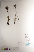  ( - CCDB-34696-C10)  @11 [ ] CreativeCommons - Attribution (2019) CBG Photography Group Centre for Biodiversity Genomics