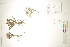  ( - CCDB-34696-C11)  @11 [ ] CreativeCommons - Attribution (2019) CBG Photography Group Centre for Biodiversity Genomics