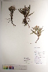  ( - CCDB-34696-C11)  @11 [ ] CreativeCommons - Attribution (2019) CBG Photography Group Centre for Biodiversity Genomics