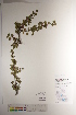  ( - CCDB-34696-D06)  @11 [ ] CreativeCommons - Attribution (2019) CBG Photography Group Centre for Biodiversity Genomics