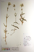  ( - CCDB-34697-A04)  @11 [ ] CreativeCommons - Attribution (2019) CBG Photography Group Centre for Biodiversity Genomics