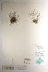  ( - CCDB-34697-B04)  @11 [ ] CreativeCommons - Attribution (2019) CBG Photography Group Centre for Biodiversity Genomics