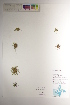  ( - CCDB-34697-B07)  @11 [ ] CreativeCommons - Attribution (2019) CBG Photography Group Centre for Biodiversity Genomics