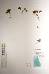  ( - CCDB-34697-F09)  @11 [ ] CreativeCommons - Attribution (2019) CBG Photography Group Centre for Biodiversity Genomics