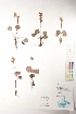  ( - CCDB-34697-F11)  @11 [ ] CreativeCommons - Attribution (2019) CBG Photography Group Centre for Biodiversity Genomics