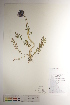  ( - CCDB-34697-H01)  @11 [ ] CreativeCommons - Attribution (2019) CBG Photography Group Centre for Biodiversity Genomics