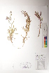  ( - CCDB-34697-H11)  @11 [ ] CreativeCommons - Attribution (2019) CBG Photography Group Centre for Biodiversity Genomics