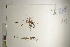  ( - CCDB-25848-C10)  @11 [ ] CreativeCommons - Attribution (2019) CBG Photography Group Centre for Biodiversity Genomics
