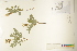  ( - CCDB-25848-G02)  @11 [ ] CreativeCommons - Attribution (2019) CBG Photography Group Centre for Biodiversity Genomics
