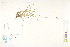  ( - CCDB-25849-A03)  @11 [ ] CreativeCommons - Attribution (2019) CBG Photography Group Centre for Biodiversity Genomics