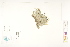  ( - CCDB-25849-C05)  @11 [ ] CreativeCommons - Attribution (2019) CBG Photography Group Centre for Biodiversity Genomics