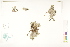  ( - CCDB-25849-C06)  @11 [ ] CreativeCommons - Attribution (2019) CBG Photography Group Centre for Biodiversity Genomics