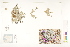  ( - CCDB-25849-C07)  @11 [ ] CreativeCommons - Attribution (2019) CBG Photography Group Centre for Biodiversity Genomics