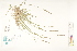  ( - CCDB-25849-G08)  @11 [ ] CreativeCommons - Attribution (2019) CBG Photography Group Centre for Biodiversity Genomics