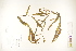 ( - CCDB-25849-G11)  @11 [ ] CreativeCommons - Attribution (2019) CBG Photography Group Centre for Biodiversity Genomics