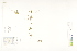  ( - CCDB-25850-B01)  @11 [ ] CreativeCommons - Attribution (2019) CBG Photography Group Centre for Biodiversity Genomics