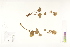  ( - CCDB-25850-C01)  @11 [ ] CreativeCommons - Attribution (2019) CBG Photography Group Centre for Biodiversity Genomics