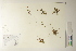  ( - CCDB-25850-E02)  @11 [ ] CreativeCommons - Attribution (2019) CBG Photography Group Centre for Biodiversity Genomics