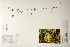  ( - CCDB-25850-H04)  @11 [ ] CreativeCommons - Attribution (2019) CBG Photography Group Centre for Biodiversity Genomics