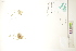  ( - CCDB-34697-B04)  @11 [ ] CreativeCommons - Attribution (2019) CBG Photography Group Centre for Biodiversity Genomics