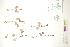 ( - CCDB-34697-F11)  @11 [ ] CreativeCommons - Attribution (2019) CBG Photography Group Centre for Biodiversity Genomics