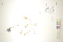  ( - CCDB-34697-H01)  @11 [ ] CreativeCommons - Attribution (2019) CBG Photography Group Centre for Biodiversity Genomics