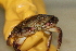  ( - BBAY020-06)  @14 [ ] CreativeCommons - Attribution (2012) CBG Photography Group Centre for Biodiversity Genomics