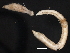  ( - BIOUG12670-C09)  @11 [ ] CreativeCommons - Attribution (2014) CBG Photography Group Centre for Biodiversity Genomics