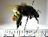  ( - BB1729)  @11 [ ] CreativeCommons - Attribution Non-Commercial No Derivatives (2011) Dr. Berry Brosi Emory University