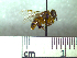  (Trigona sp - BB2318)  @11 [ ] CreativeCommons - Attribution Non-Commercial No Derivatives (2011) Dr. Berry Brosi Emory University