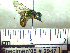  (Augochloropsis sp - BB2947)  @14 [ ] CreativeCommons - Attribution Non-Commercial No Derivatives (2011) Dr. Berry Brosi Emory University